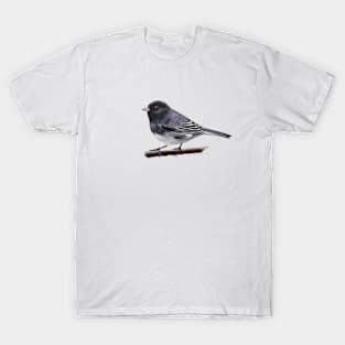 Dark Eyed Junco (perched) bird painting T-Shirt